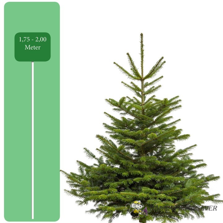 Juletræ -  Danskproduceret Nordmannsgran – M (1,75-2,00m)