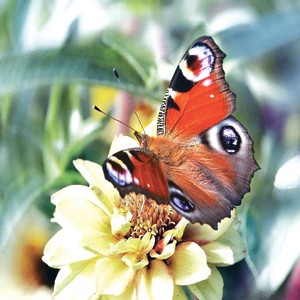 Micro Klud TC-2